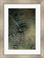 Framed Close-up of a spider's web