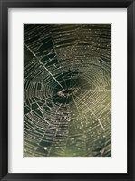 Framed Close-up of a spider's web