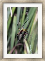 Framed Close-up of an Argiope Spider