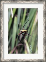 Framed Close-up of an Argiope Spider