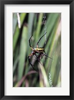 Framed Close-up of an Argiope Spider