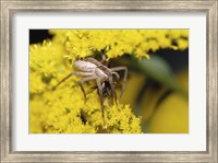 Framed Close-up of a Lynx Spider carrying a bee