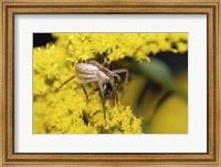 Framed Close-up of a Lynx Spider carrying a bee