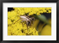 Framed Close-up of a Lynx Spider carrying a bee