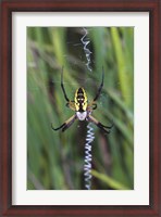 Framed Close-up of a Garden Spider