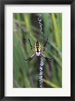 Framed Close-up of a Garden Spider