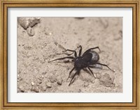 Framed High angle view of a Black Widow Spider