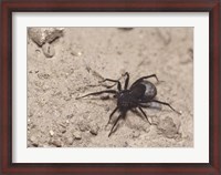 Framed High angle view of a Black Widow Spider
