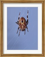 Framed Low angle view of a spider on web