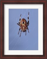 Framed Low angle view of a spider on web