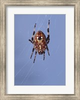 Framed Low angle view of a spider on web