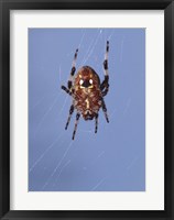 Framed Low angle view of a spider on web