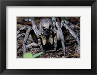 Framed Close-up of a Carolina Wolf Spider