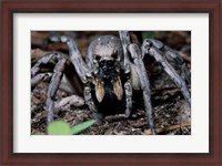 Framed Close-up of a Carolina Wolf Spider
