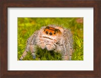 Framed Regal Jumping spider in a field, Florida, USA