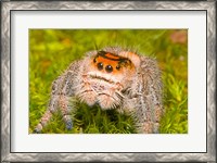 Framed Regal Jumping spider in a field, Florida, USA