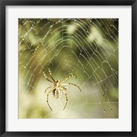 Framed Garden Spider
