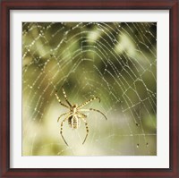 Framed Garden Spider