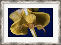 Framed Crab Spider