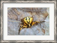 Framed Crab Spider