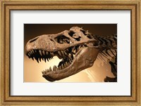 Framed Palais de la Decouverte Tyrannosaurus Rex