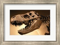 Framed Palais de la Decouverte Tyrannosaurus Rex