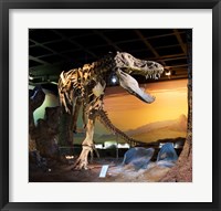 Framed Tyrannosaurus Fossil Reproduction