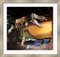 Framed Tyrannosaurus Fossil Reproduction
