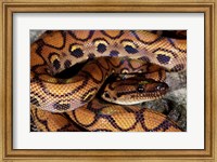 Framed Close-up of a Brazilian Rainbow Boa curled up (Epicrates cenchria cenchria)