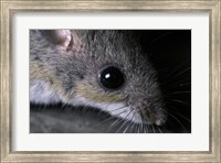 Framed White-footed Mouse - up close