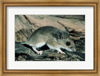 Framed White-footed Mouse