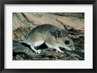 Framed White-footed Mouse