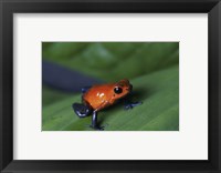 Framed Strawberry Poison Dart Frog