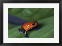 Framed Strawberry Poison Dart Frog