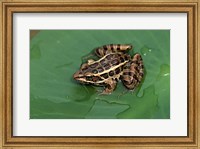 Framed Pickerel Frog