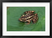 Framed Pickerel Frog