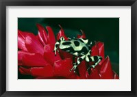 Framed Green and Black Poison Frog