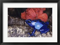 Framed Blue Poison Frog