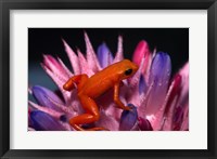 Framed Golden Mantella Frog