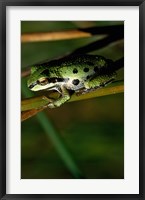 Framed Pacific Tree Frog