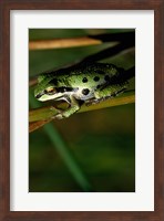 Framed Pacific Tree Frog