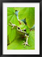 Framed Close-up of a Green Tree Frog on a leaf