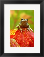 Framed Close-up of a Green Tree Frog on a leaf