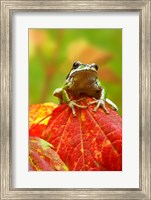 Framed Close-up of a Green Tree Frog on a leaf