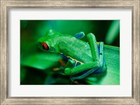 Framed Red Eyed Tree Frog