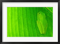 Framed Green frog  hiding on a banana leaf, Costa Rica