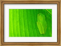 Framed Green frog  hiding on a banana leaf, Costa Rica