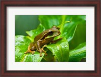 Framed Close-up of a Tree frog on a leaf, Costa Rica