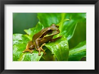 Framed Close-up of a Tree frog on a leaf, Costa Rica