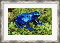 Framed Close-up of a Blue Poison Dart Frog in the grass